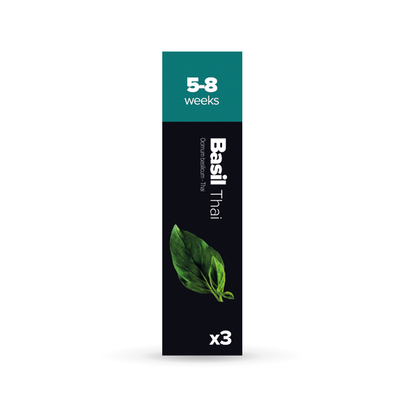Basilic Thai